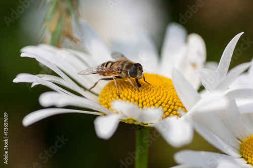  Bee on a flower