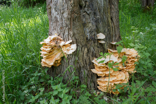 Wild tree fungus growing on wood, mushrooms group of fungi of the division Basidiomycota. Healthy wild mushroom wild nature.
