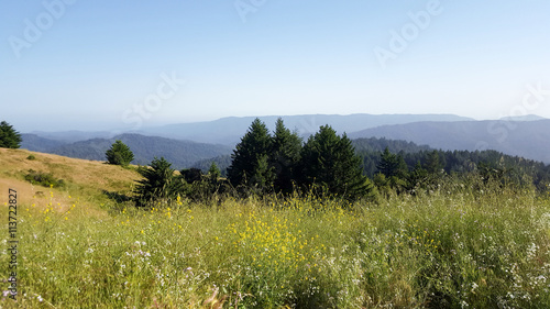 Santa Cruz Mountains, view of the mountains and redwood forests accross a field full of grass and spring wildflowers, Bay Area, Northern California.