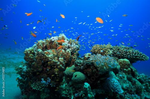 Tropical coral reef and colorful fish in the red sea 