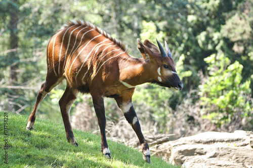 Antilope bongo in nature