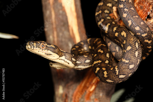 Morelia spilota, commonly referred to as carpet python and diamond pythons, is a large snake of the family Pythonidae found in Australia, New Guinea, and the northern Solomon Islands.