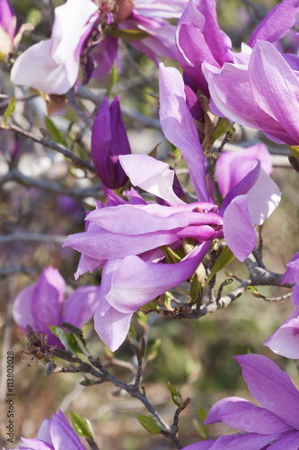 Girl hybrid magnolia Betty (Magnolia x hybrid Betty). Hybrid between Magnolia liliflora Nigra and Magnolia stellata Rosea