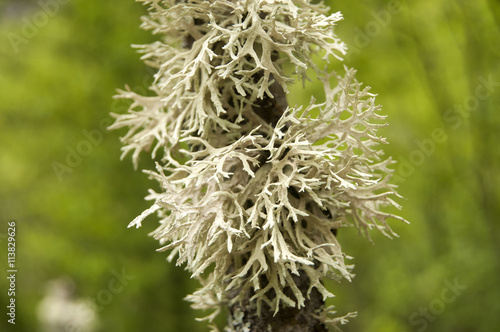 Iceland moss on tree branch closeup on green background