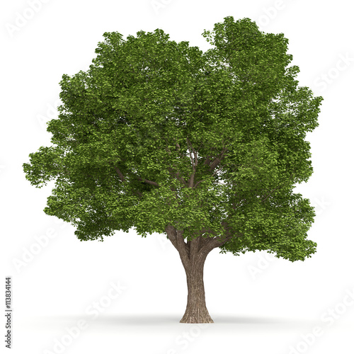 Drzewo_1