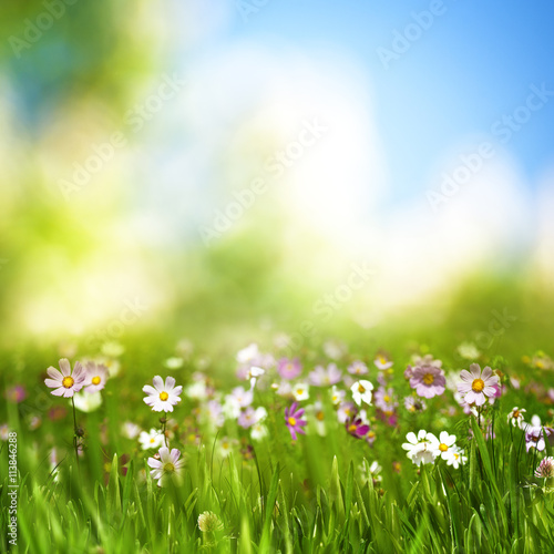 dreamy afternoon on the meadow, seasonal natural backgrounds