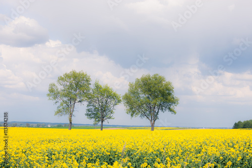 Yellow field and trees