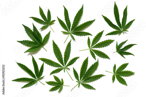 Pattern of cannabis leaf on a white background.