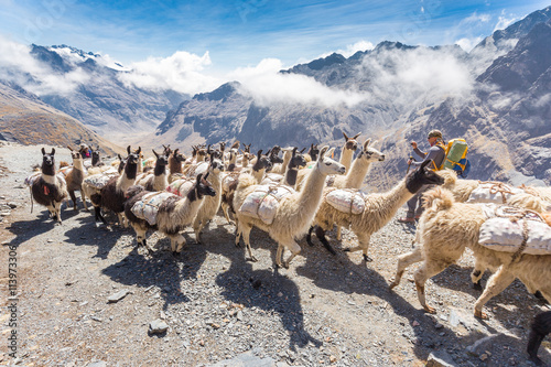 Llamas herd carrying heavy load, Bolivia mountains.