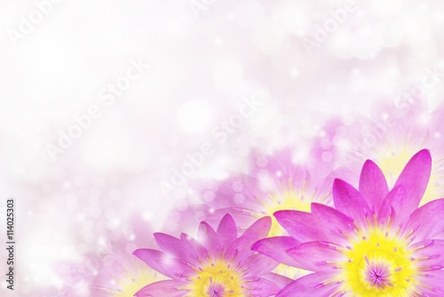 beautiful purple lotus flower with bokeh background