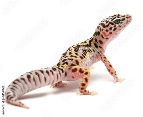 mack snow Leopard Gecko