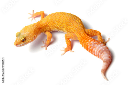 sunglow Leopard Gecko