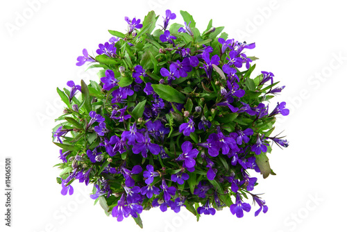 flowerpot of blue Lobelia flower on isolated white background