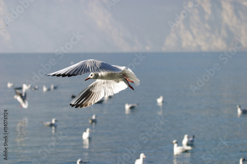 gabbiano uccello acquatico