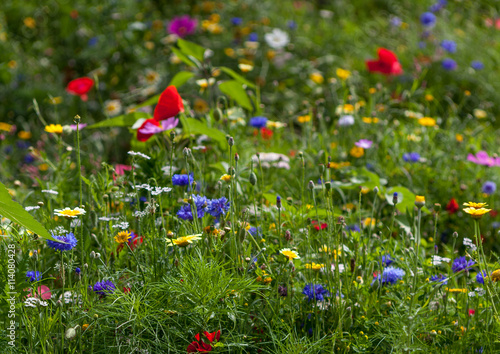 fleurs de jachère