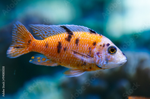 One aquarium fish