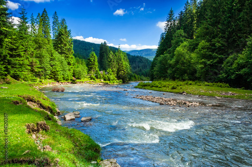 Mountain river in spruce forest