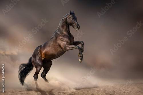 Beautiful bay stallion rearing up in desert dust against dark storm sky