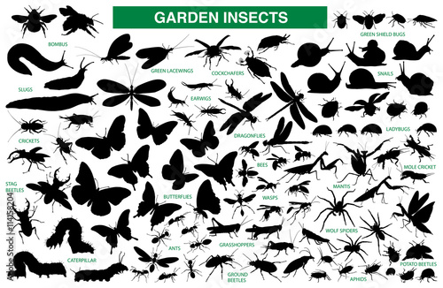 Garden insect vector silhouette collection