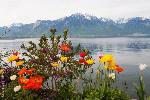 Poppies on lake Geneva, mountains in the background