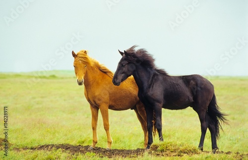 Zwei Islandpferde auf einer Weide in Island