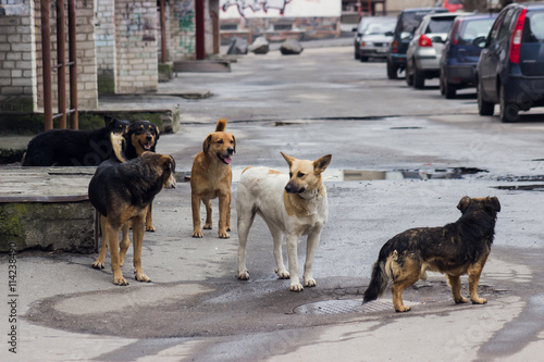 Stray dogs on street