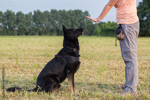 Black German Shepherd training (Sit command)