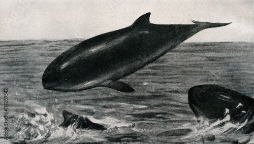 Harbour porpoise (Phocoena phocoena; Phocaena communis Lesson, 1827 ) from Brehm's Animal Life, 1927