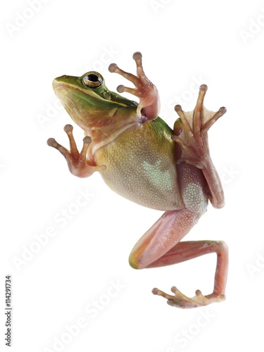 Tree frog (Litoria infrafrenata) on a white background