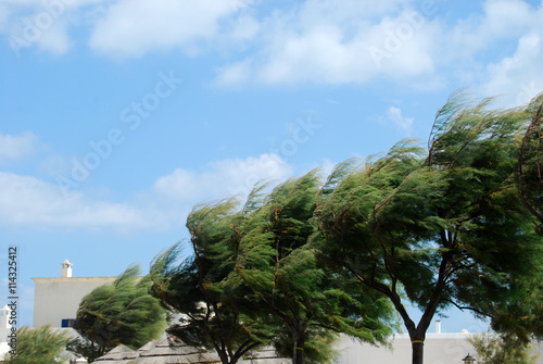 Trees whipped by the mistral wind on the coast of Apulia - Apuli