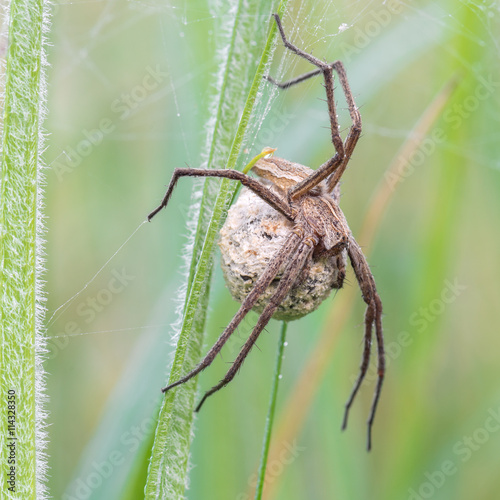 Eine Spinne mit Kokon welcher die Jungspinnen enthält auf einer taunassen Wiese