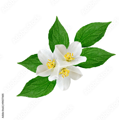White jasmine flower.