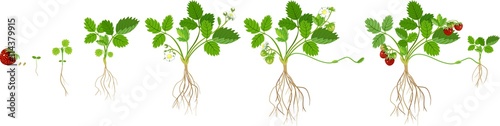 Growth stages of strawberry plant