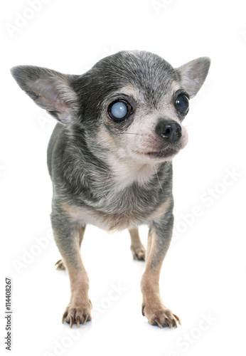 old chihuahua with cataract