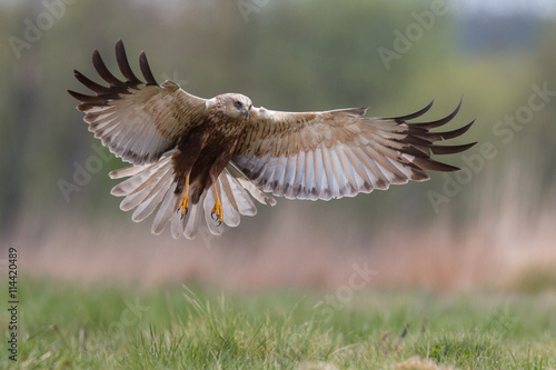 Birds - Marsh Harrier (Circus aeruginosus)