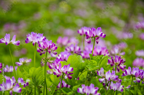 Beautiful blossoming astragalus flowers in spring