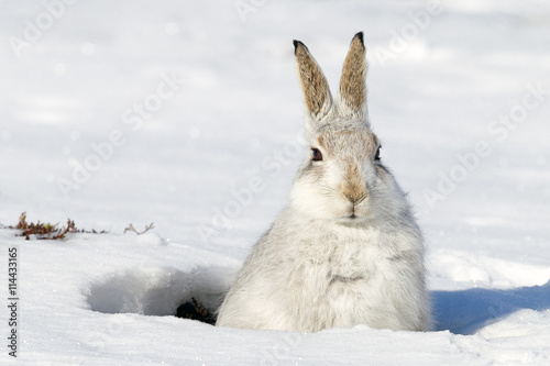Mountain hare in snow