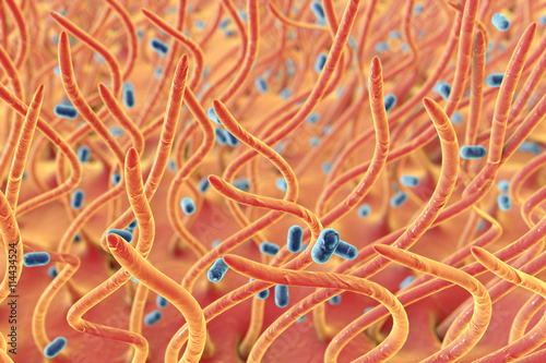 Bordetella pertussis bacteria in respiratory tract, 3D illustration. Bacteria which cause whooping cough. Illustration shows cilia of respiratory tract and bacteria