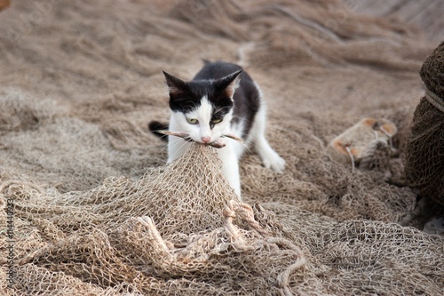 Cat is caught fish on the fishing net