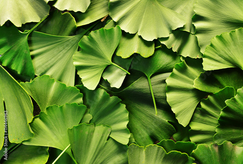 ginkgo biloba texture