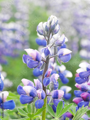 Lupine in Island