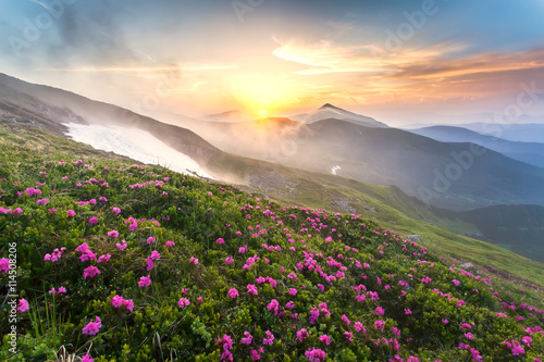Amazing landscape with flowers in mountain