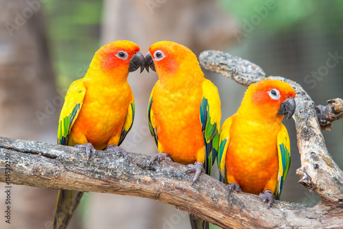 Lovely sun conure parrot birds on the perch.