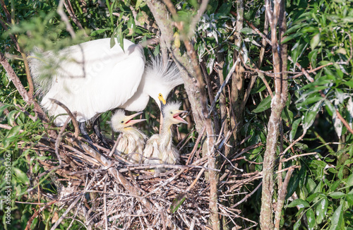 Adult Snowy Egret with 2 Chicks in Nest