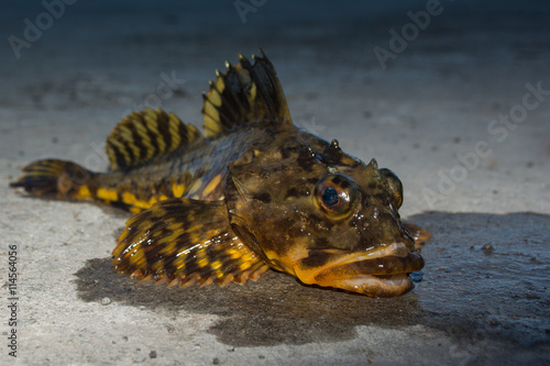 "Fish in Dry Dock" - Shorthorn Sculpin caught by a local at the pier in Qeqertarsuaq, Disko Bay, West Greenland