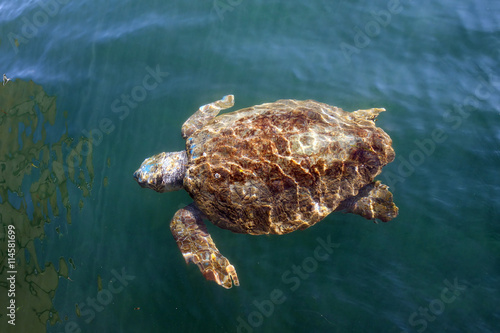 Loggerhead sea turtle in Cephalonia (Kefalonia), Greece