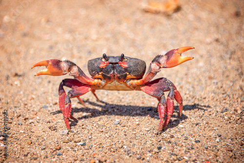 Close up photo, front view of a big angry crab standing on the sand of a beach, Cuba