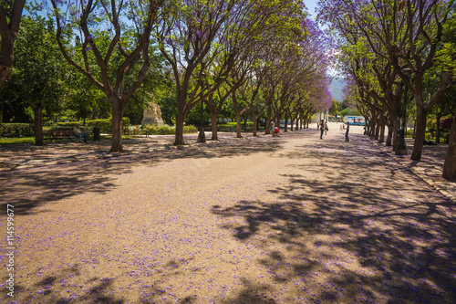 Beautiful blooming jacaranda trees in Athens, Greece