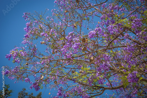 Beautiful blooming jacaranda trees in Athens, Greece