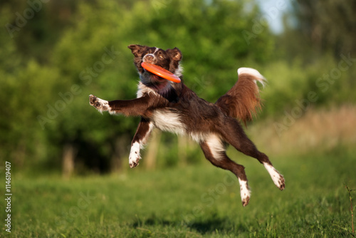 border collie dog catching frisbee